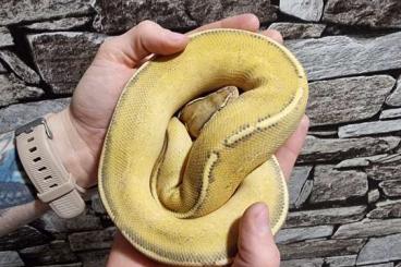 Schlangen kaufen und verkaufen Foto: Python Regius Ball python