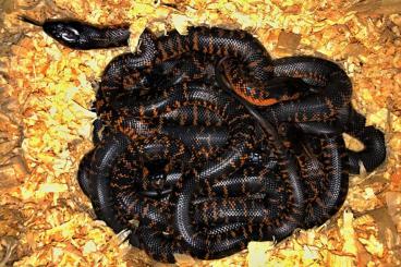 Venomous snakes kaufen und verkaufen Photo: 0,0,12 Pseudechis colletti CB 2022