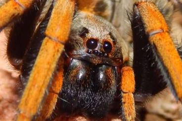 other spiders kaufen und verkaufen Photo: To offer Hogna maderiana st4-5 other spiders kaufen und verkaufen Photo: To offer Hogna maderiana st4-5