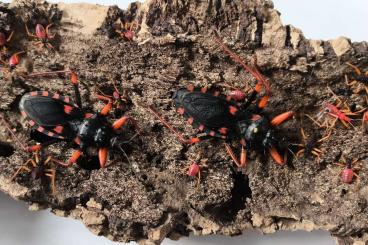 Insekten kaufen und verkaufen Foto: Hello To offer Psytalla horrida 