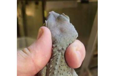 Geckos kaufen und verkaufen Photo: Tokay morph, platinum, candy, granit...