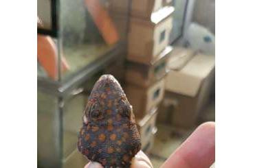 Echsen kaufen und verkaufen Foto: Hypsilurus, Gonocephallus, Tribolonotus, Tokay Echsen kaufen und verkaufen Foto: Hypsilurus, Gonocephallus, Tribolonotus, Tokay