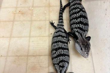 Agama kaufen und verkaufen Photo: Hypsilurus, Tribolonotus, Lialis, tiliqua Agama kaufen und verkaufen Photo: Hypsilurus, Tribolonotus, Lialis, tiliqua