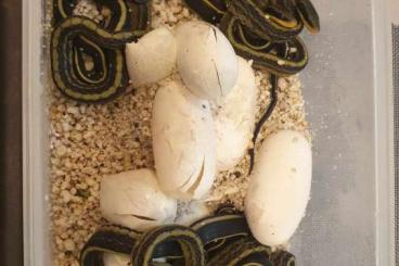 Schlangen kaufen und verkaufen Foto: Psamnodynastes, Ahaetulla, oligodon, Xenodermus Schlangen kaufen und verkaufen Foto: Psamnodynastes, Ahaetulla, oligodon, Xenodermus
