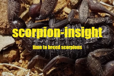Skorpione kaufen und verkaufen Foto: !! 20% !! Scorpions from scorpion-insight