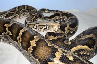 Pythons kaufen und verkaufen Foto: 0,1 Halfdwarf Tigerpython adult