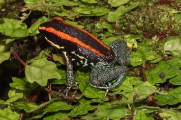 Poison dart frogs kaufen und verkaufen Photo: Phylobates vittatus abzugeben 