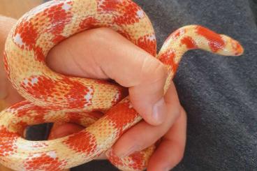 Schlangen kaufen und verkaufen Foto: Lampropeltis triangulum sinaloae