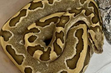 Schlangen kaufen und verkaufen Foto: Burmball female het albino 