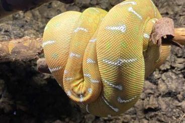 Schlangen kaufen und verkaufen Foto: Corallus caninus female hamm