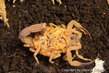 Scorpions kaufen und verkaufen Photo: Wir bieten unsere Skorpion Nachzuchten an