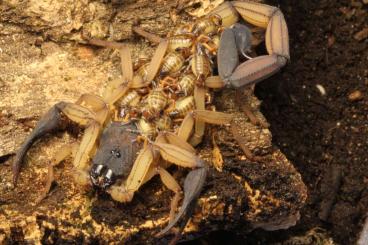 Scorpions kaufen und verkaufen Photo: Bieten Nachzuchten von unseren Skorpionen
