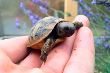 Landschildkröten kaufen und verkaufen Foto: Griechische Landschildkröten Thb