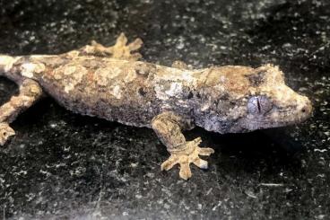 Geckos kaufen und verkaufen Foto: Mniarogekko chahoua Pine Island 