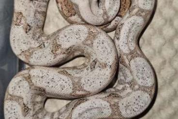 Schlangen kaufen und verkaufen Foto: Boa constrictor imperator 