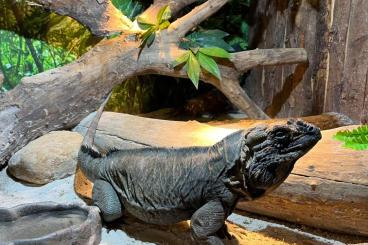 Lizards kaufen und verkaufen Photo: MISCELLANEOUS FOR VERONA EXPO 