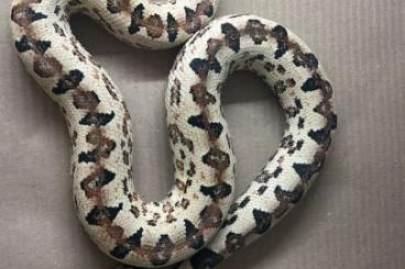 Snakes kaufen und verkaufen Photo: 1.0 Candoia paulsoni Sant Isabel Proven breeder 