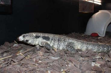 Monitor lizards kaufen und verkaufen Photo: 1.2 Blue tegu adult not related 