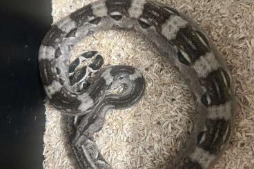 Schlangen kaufen und verkaufen Foto: Boa constrictor imperator cay caulker 