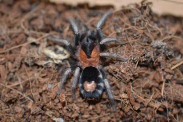 - bird spiders kaufen und verkaufen Photo: Cyriocosmus elegans Nachzuchten