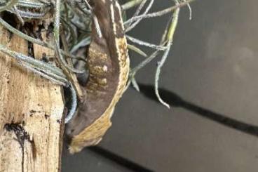 Geckos kaufen und verkaufen Foto: Kronengeckobabys abzugeben