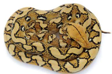 Pythons kaufen und verkaufen Foto: Malayopython reticulatus / Reticulated pythons / Netzpythons