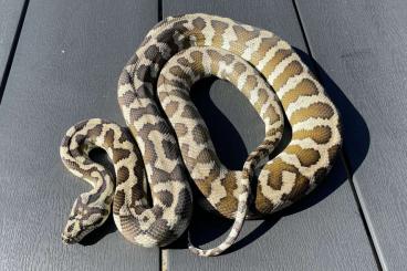 Pythons kaufen und verkaufen Foto: 0.1 Morelia spilota harrisoni 100% het axanthic proven
