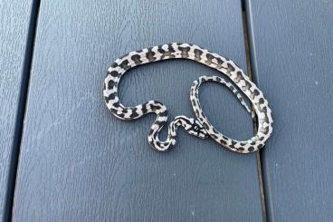 Snakes kaufen und verkaufen Photo: 0,1 axanthic Morelia spilota harrisoni