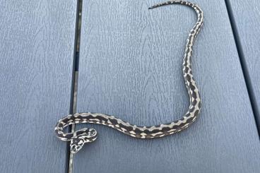 Snakes kaufen und verkaufen Photo: Axanthix 100% het granite Morelia spilota harrisoni