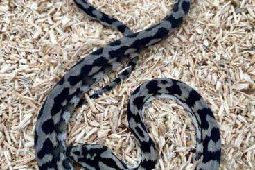 Schlangen kaufen und verkaufen Foto: Axanthic Morelia spilota harrisoni