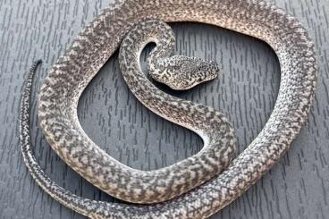 Pythons kaufen und verkaufen Foto: Pure Morelia spilota harrisoni morphs