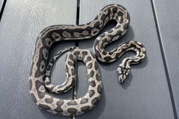 Pythons kaufen und verkaufen Photo: 1.1 Pure Morelia spilota harrisoni axanthic CB17 proven breeding pair Pythons kaufen und verkaufen Photo: 1.1 Pure Morelia spilota harrisoni axanthic CB17 proven breeding pair