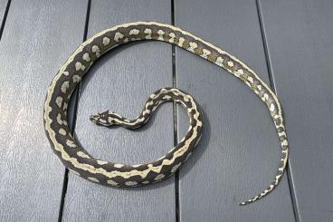 Pythons kaufen und verkaufen Photo: 0.1 Pure Morelia spilota harrisoni CB18 proven