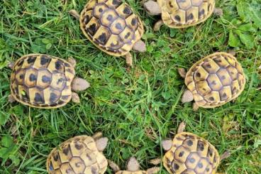 Landschildkröten kaufen und verkaufen Photo: Testudo hermanni hercegovinensis NZ 2023 Landschildkröten kaufen und verkaufen Photo: Testudo hermanni hercegovinensis NZ 2023