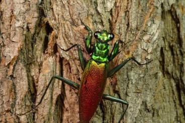 Insekten kaufen und verkaufen Foto: Metallyticus splendidus - subadulte und adulte Paare