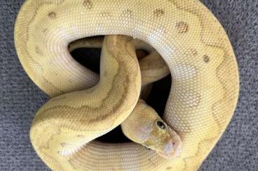 Ball Pythons kaufen und verkaufen Photo: Python Regius Clown pos Het Piebald Morphe