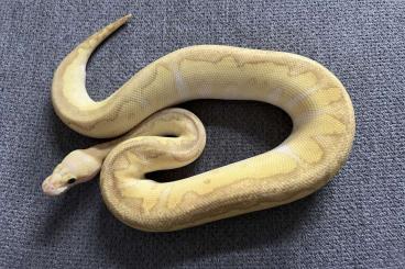 Ball Pythons kaufen und verkaufen Photo: Enz22 Pastel Lesser Clown pos. Het. Piebald