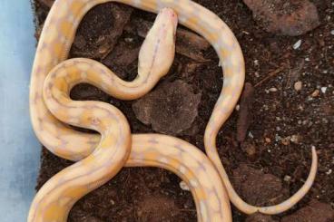 Schlangen kaufen und verkaufen Foto: Malayopython reticulatus sd and brooksi 