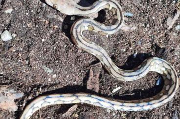 Schlangen kaufen und verkaufen Foto: Lampropeltis triangulum thayeri " leonis"