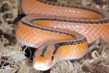 Snakes kaufen und verkaufen Photo: Oreocryptophis coxy baby.