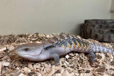 Skinke kaufen und verkaufen Foto: Tiliqua scincoides intermedia Skinke kaufen und verkaufen Foto: Tiliqua scincoides intermedia