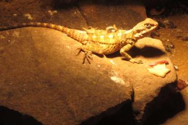 Agama kaufen und verkaufen Photo: Hardun abzugeben in liebevolle Hände