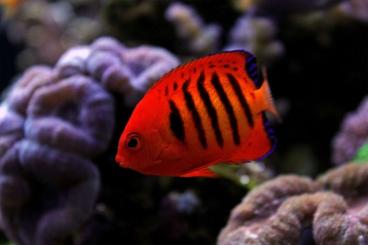 ornamental fish kaufen und verkaufen Photo: Terra-Tropic Zoo – Ihr Zoofachgeschäft