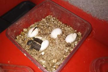 Sumpfschildkröten kaufen und verkaufen Foto: Eigene Nachzuchten 2023 von Chrysemys picta dorsalis vorbestellen! Sumpfschildkröten kaufen und verkaufen Foto: Eigene Nachzuchten 2023 von Chrysemys picta dorsalis vorbestellen!