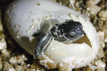Sumpfschildkröten kaufen und verkaufen Foto: Eigene Nachzuchten 2024 von Chrysemys picta dorsalis vorbestellen!