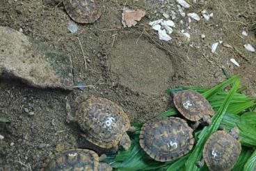 Tortoises kaufen und verkaufen Photo: Malacochersus tornieri eigene NZ 2022