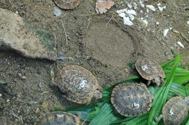 Tortoises kaufen und verkaufen Photo: Eigene deutsche Nachzuchten Malacochersus tornieri aus 2022