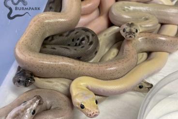 Pythons kaufen und verkaufen Foto: Burmese python / Bivittatus / Tigerpython CB2023