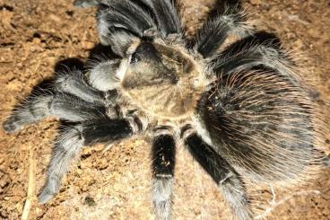 Vogelspinnen kaufen und verkaufen Foto: Hamm Expo 09.03.2024 Tarantula and Centipede Offer