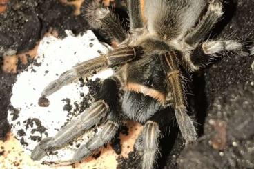 Vogelspinnen kaufen und verkaufen Foto: Dominican Stripe Knee Tarantula (Cyrtopholis agilis)